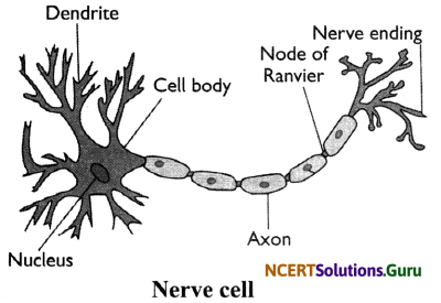 NCERT Solutions for Class 8 Science Chapter 8 Cell – Structure and ...